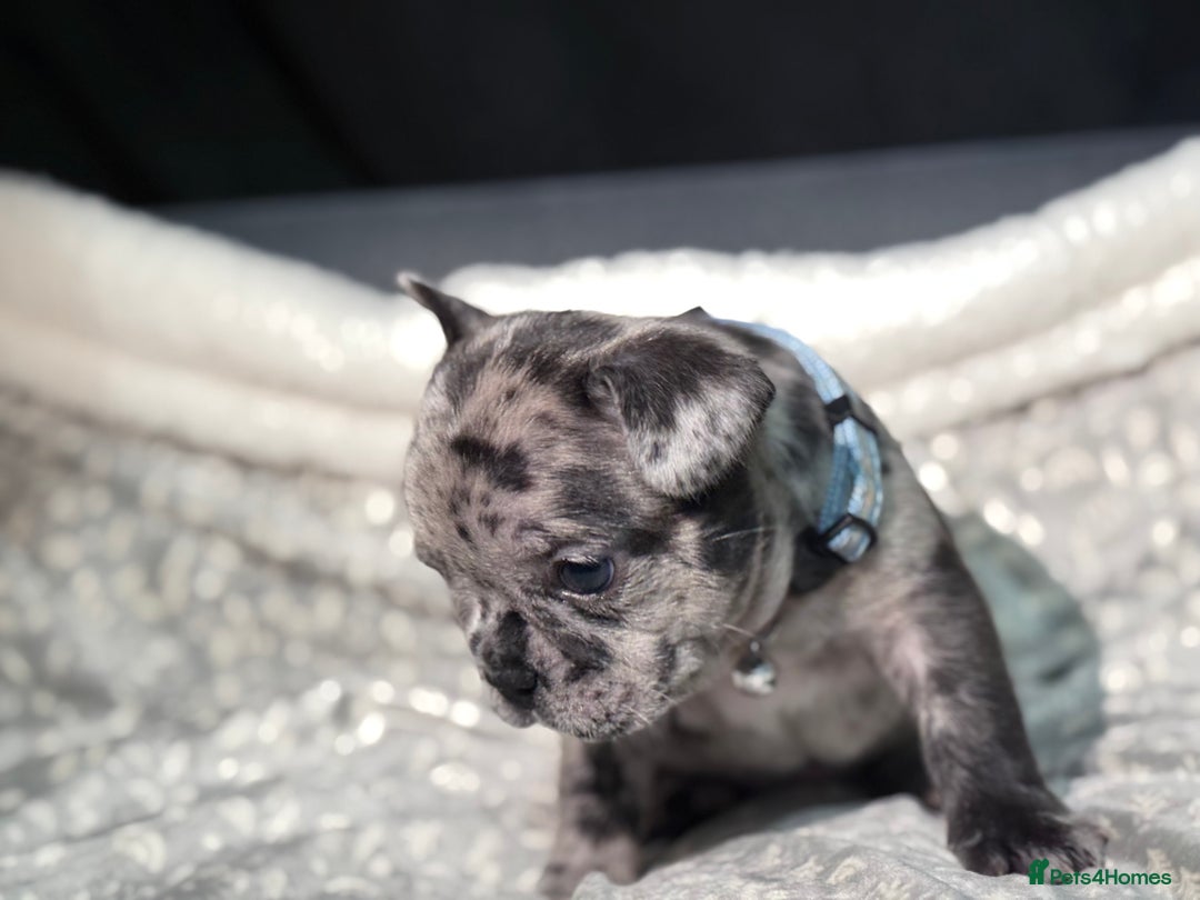 French Bulldog dogs for sale: French bulldog puppies for sale! - Advert 18