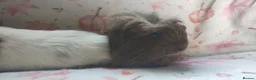 Guinea Pig rodents for sale: Beautiful pair of girl guinea pigs aka sow ready  - Advert 8