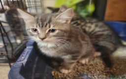Mixed Breed cats for sale: 2 boys and 1 girl - Image 12