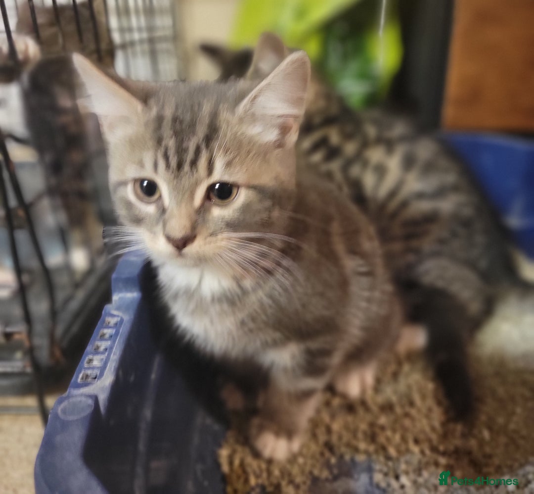 Mixed Breed cats for sale: 2 boys and 1 girl - Image 12