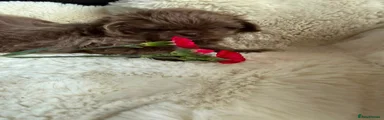 Shih Tzu 3