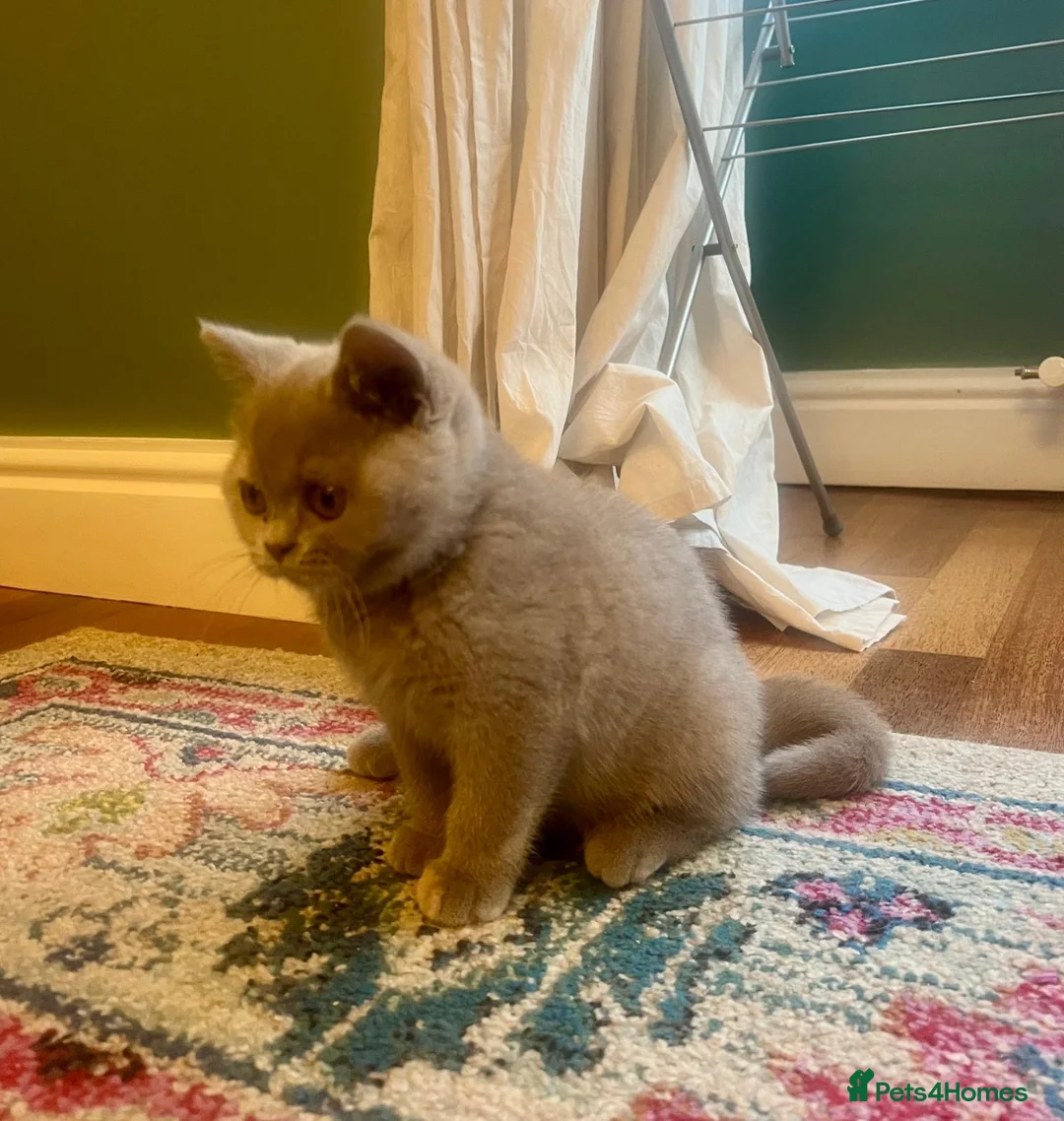 British Shorthair cats for sale: British shorthair females ready to leave soon GCCF - Advert 33