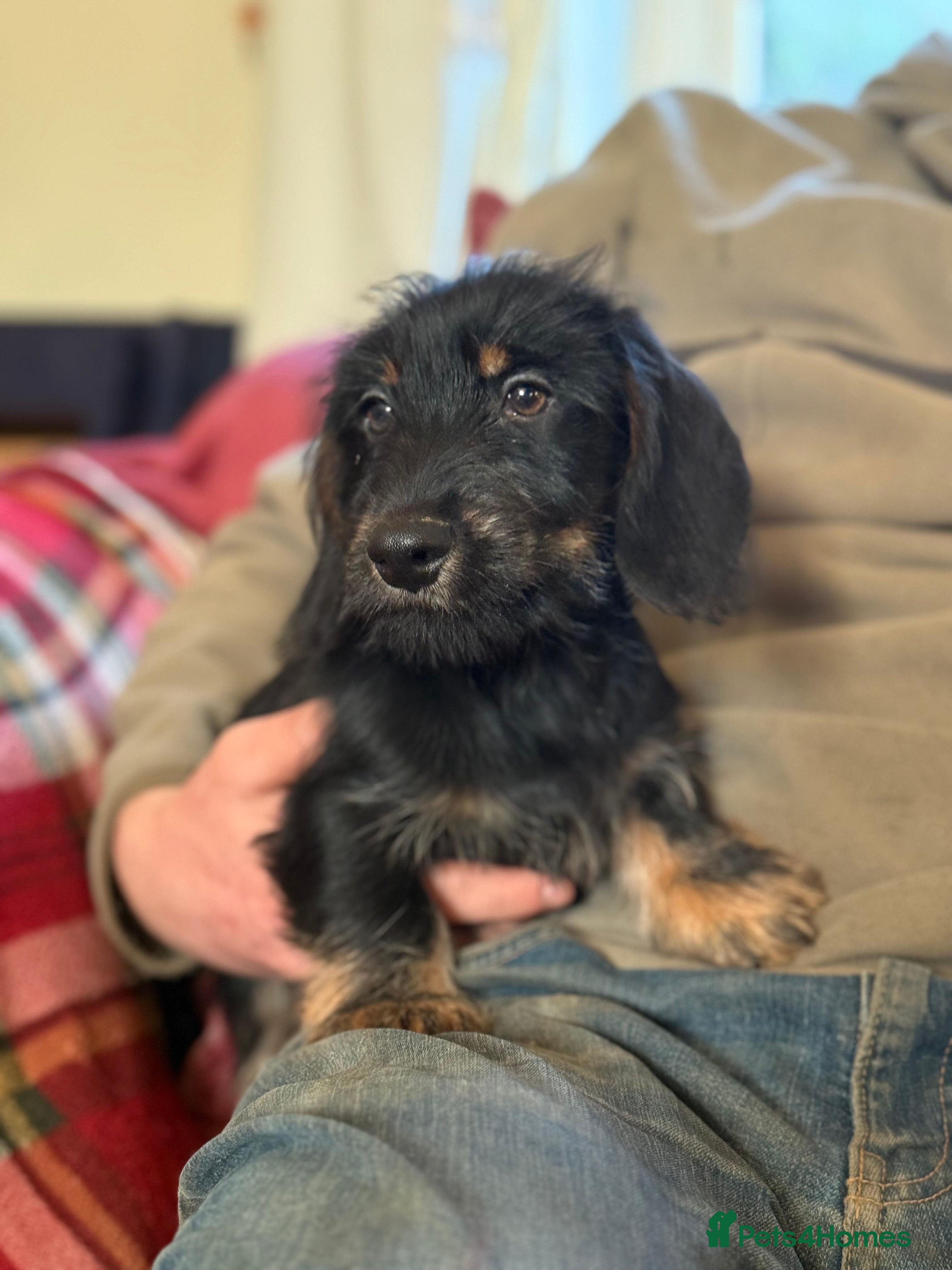 Mixed Breed dogs Beautiful Dorkie puppies Ready Now!! - Advert 1