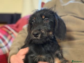 Mixed Breed dogs Beautiful Dorkie puppies Ready Now!! - Advert 1