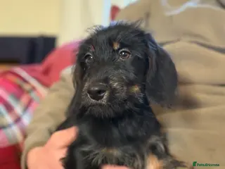 Mixed Breed dogs Beautiful Dorkie puppies Ready Now!! - Advert 16