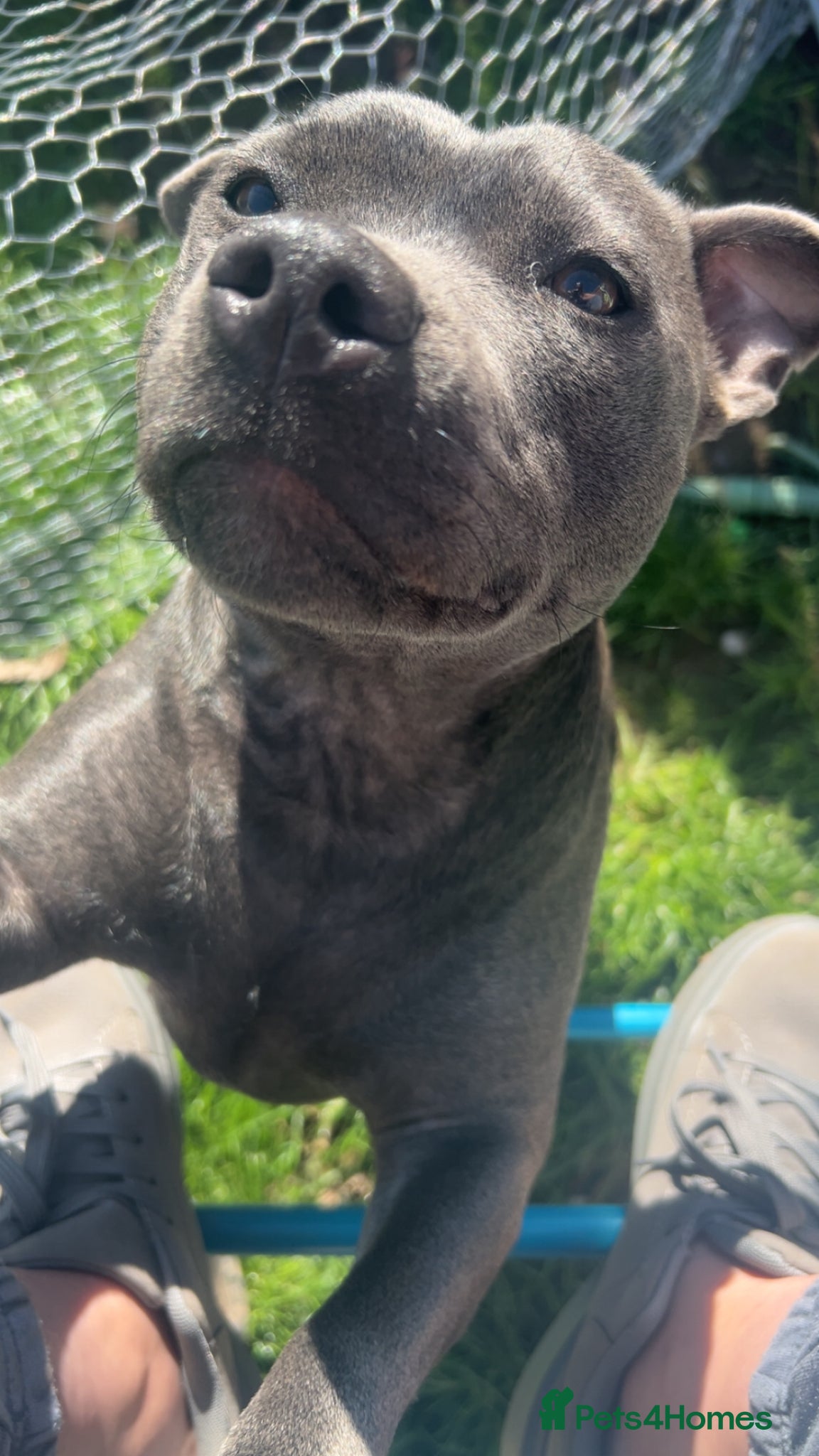 Staffordshire Bull Terrier dogs 2 year old staffy to rehome  - Advert 1