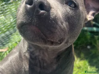 Staffordshire Bull Terrier dogs 2 year old staffy to rehome - Advert 8