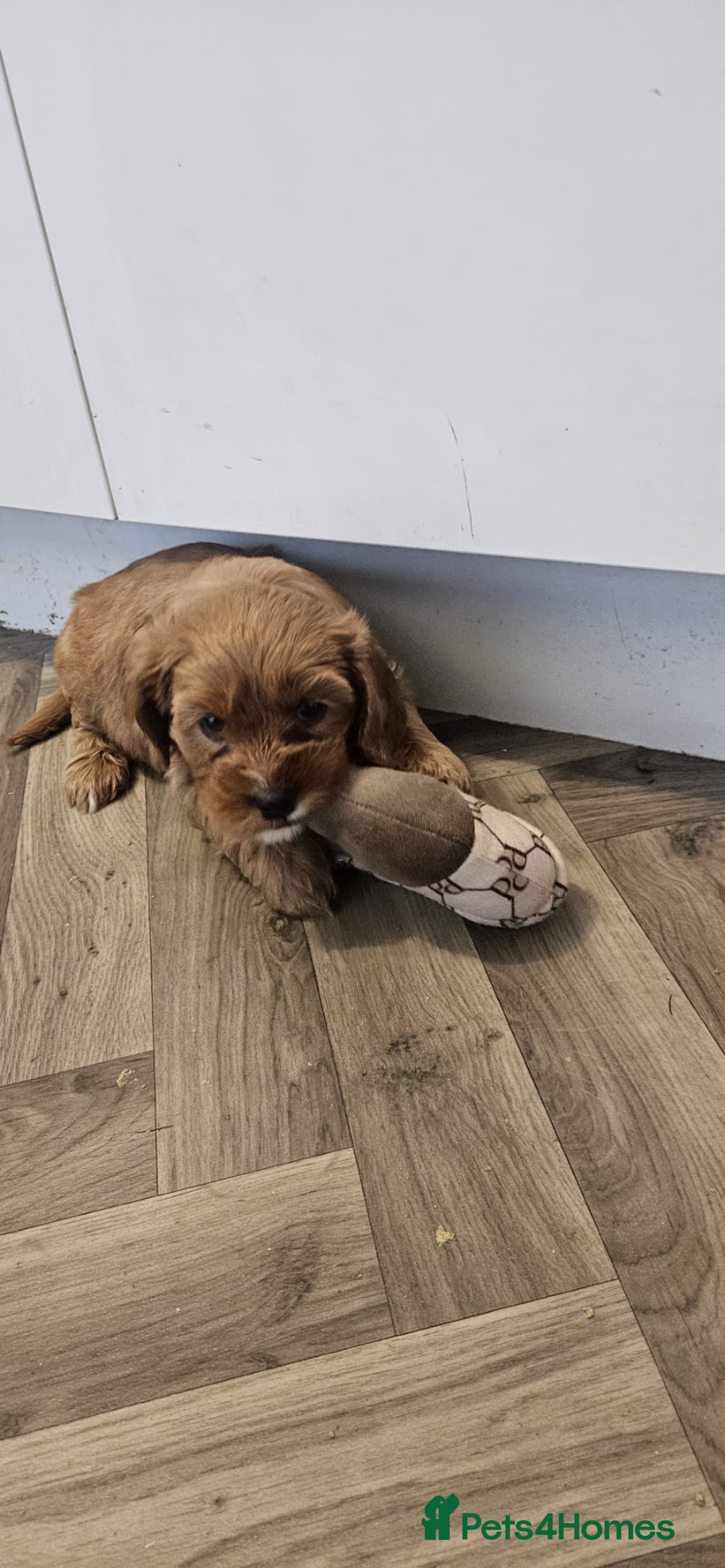 Cavapoo dogs for sale: Gorgeous Cavapoo puppies  - Advert 13