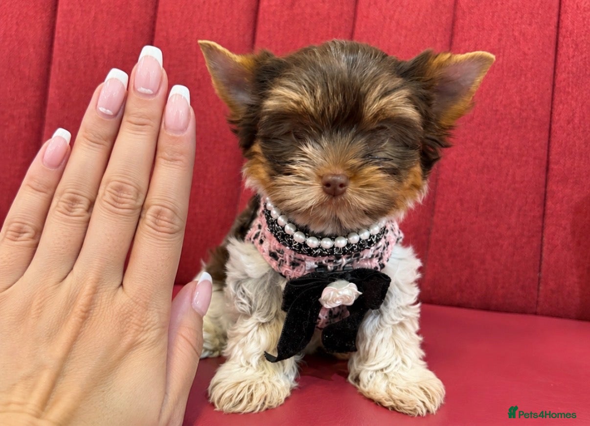 Yorkshire Terrier dogs Yorkshire terrier Merle 800g at 3 months   - Advert 7