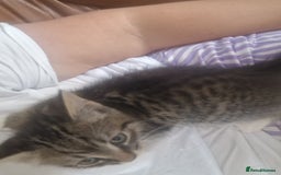 Mixed Breed cats for sale: Kittens - Image 4