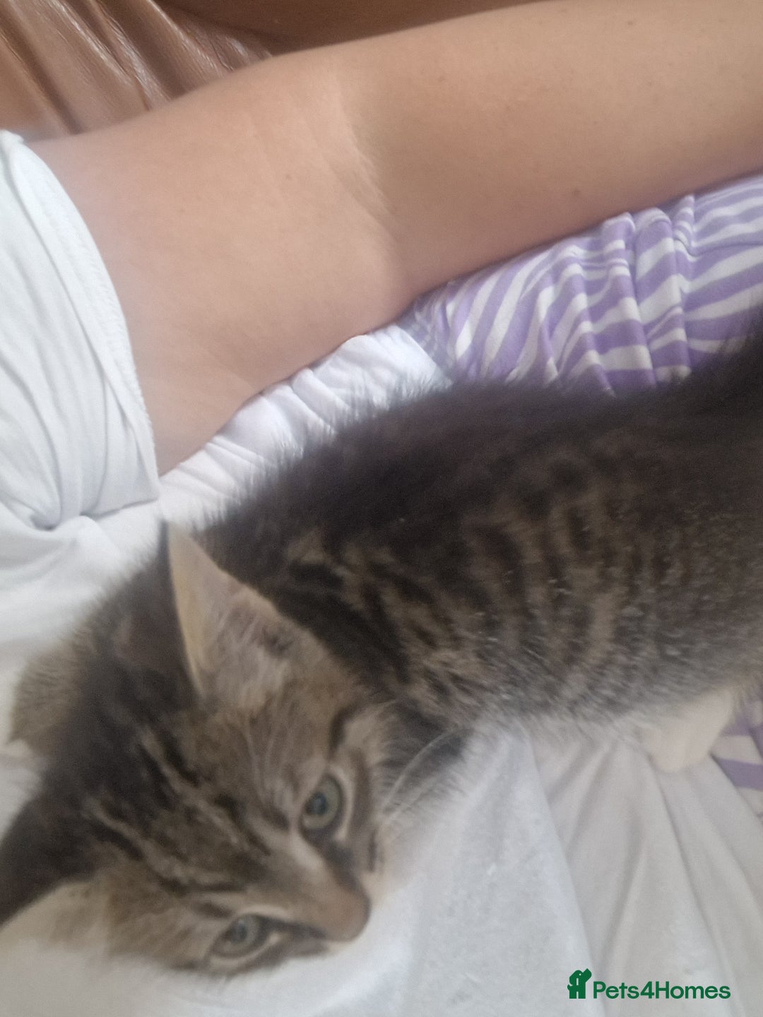Mixed Breed cats for sale: Kittens - Image 4