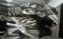 Mixed Breed cats for sale: Beautiful male tabby - Image 1