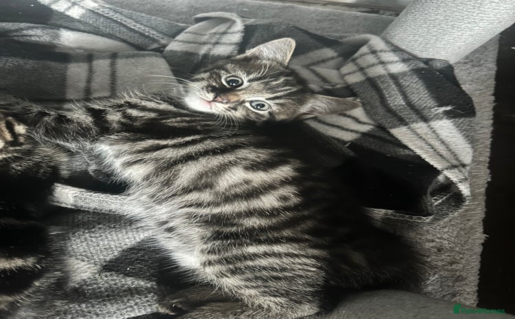 Mixed Breed cats - Advert 2