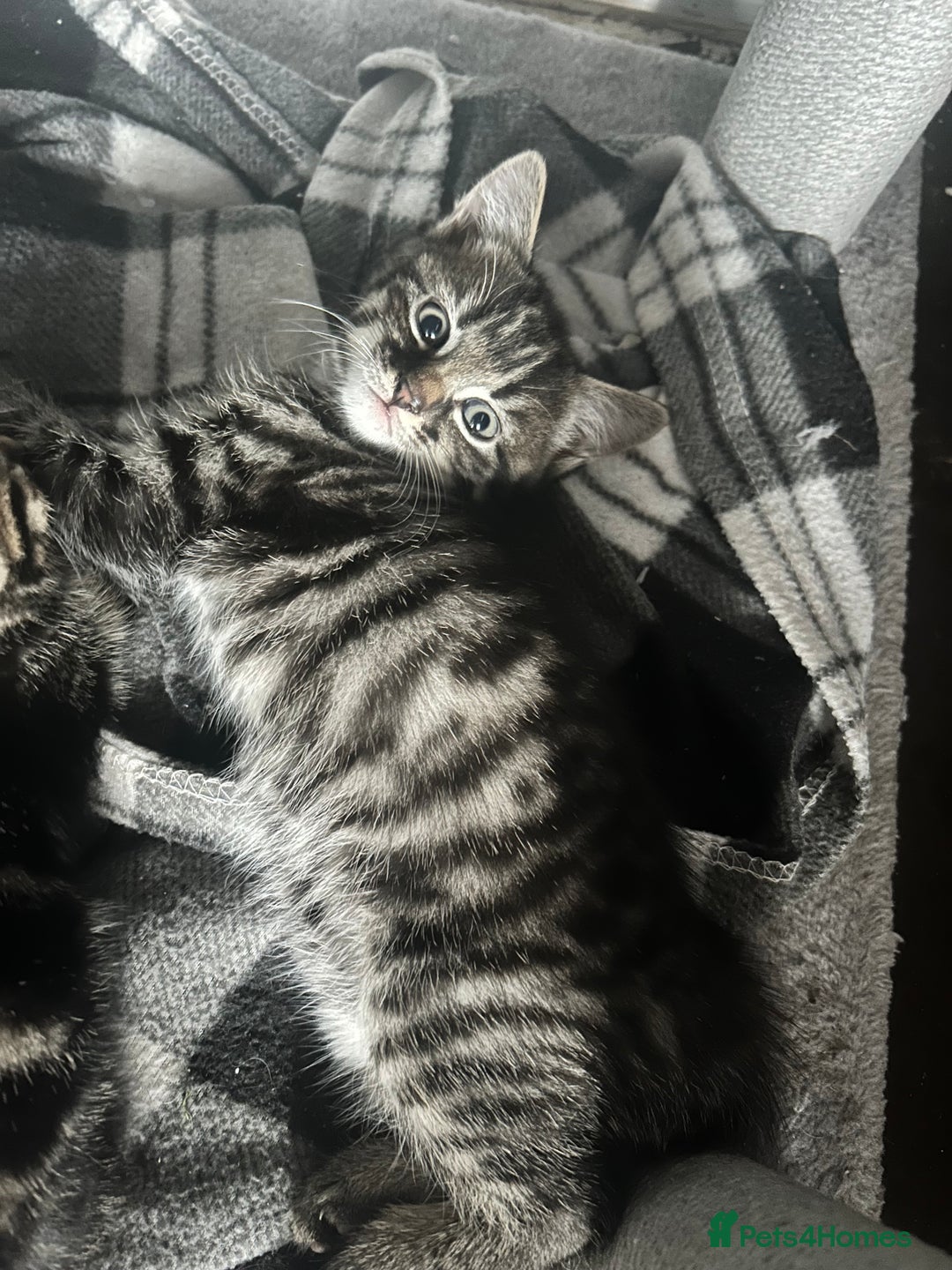 Mixed Breed cats for sale: Beautiful male tabby - Image 1