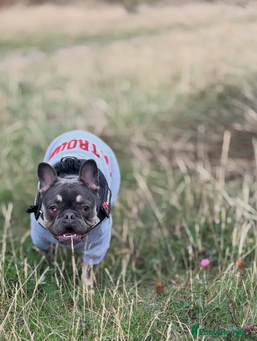 French Bulldog dogs for sale: 2 French bulldogs - Advert 2