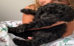 Cavapoo dogs for sale: Stunning premium F1 Cavapoos 🥰 DNR tested parents - Image 3