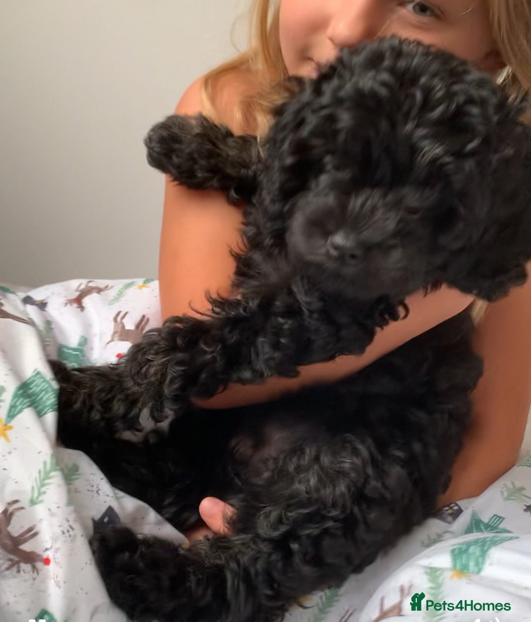 Cavapoo dogs for sale: Stunning premium F1 Cavapoos 🥰 DNR tested parents - Image 3