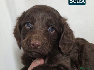 Cockapoo dogs Adorable cockapoo puppies - Advert 6