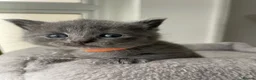 British Shorthair cats for sale: Beautiful British kittens 🐈‍⬛  - Advert 11