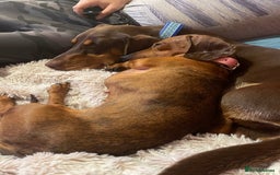 Dachshund dogs for sale: Light brown dachshund with light blue eyes  - Image 1