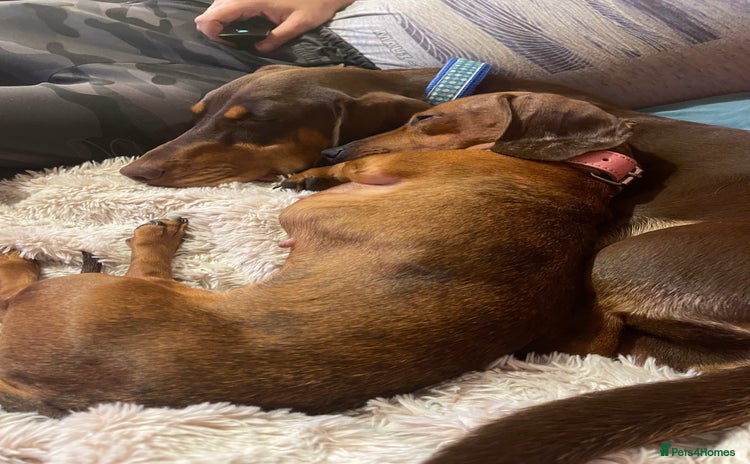 Dachshund dogs - Advert 1