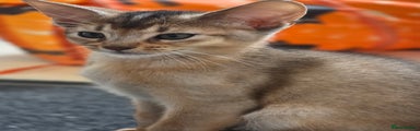 Abyssinian Kitten 3 sold
