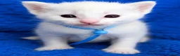 Siamese cats for sale: Siamese X Ragdoll kittens - Advert 4