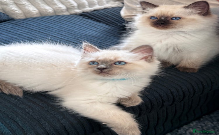 Ragdoll cats - Advert 4