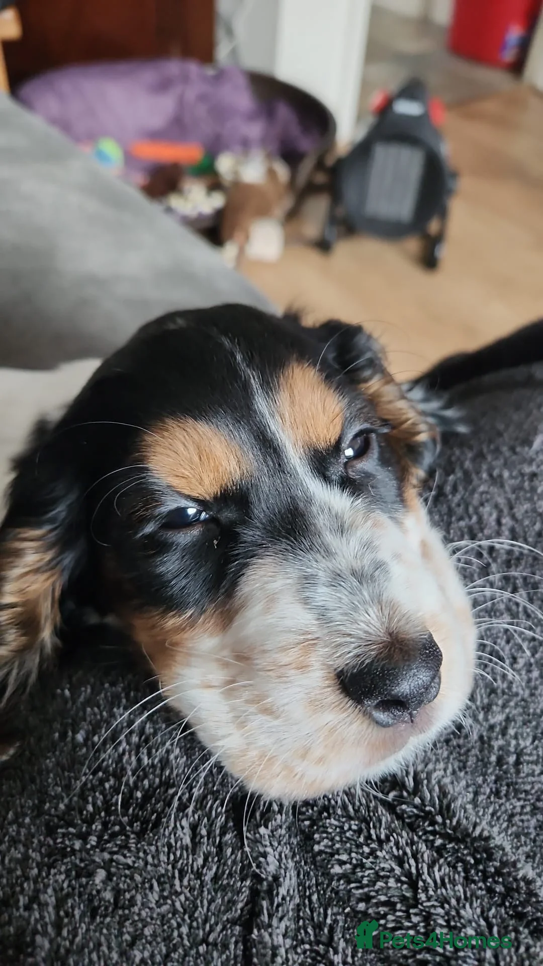 Cocker Spaniel dogs for stud: PROVEN Cocker Spaniel-Chocolate Sable DNA TESTED in Henlow - Advert 11