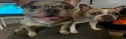 French Bulldog dogs for sale: Stunning French Bulldog puppies  - Advert 4