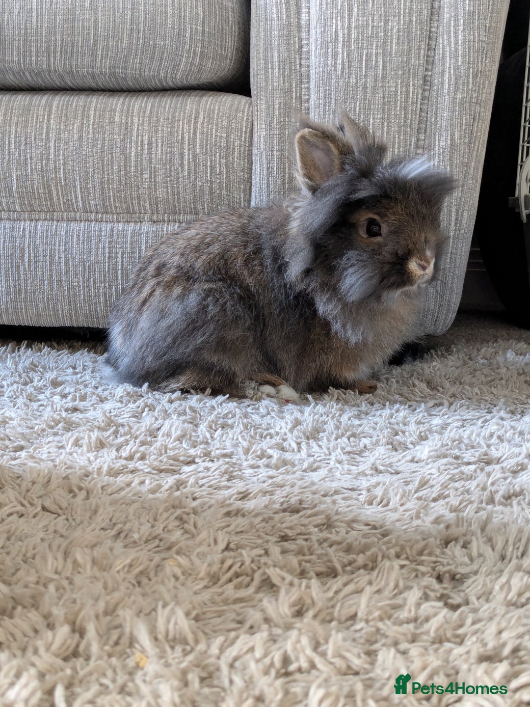 Lionhead rabbits for sale: Male lionhead house rabbit  - Advert 1