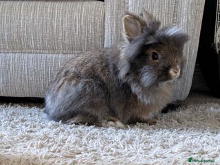 Lionhead rabbits Male lionhead house rabbit - Advert 9