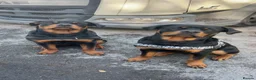Rottweiler dogs for stud: Rottweiler For Stud - Advert 7