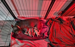 French Bulldog dogs for sale: Beautiful French Bulldog Puppies 2xF - fluffy, 1xM - Advert 4