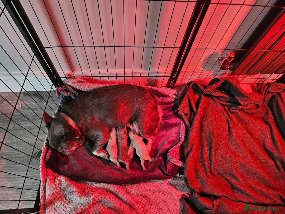 French Bulldog dogs for sale: Beautiful French Bulldog Puppies 2xF - fluffy, 1xM - Advert 4