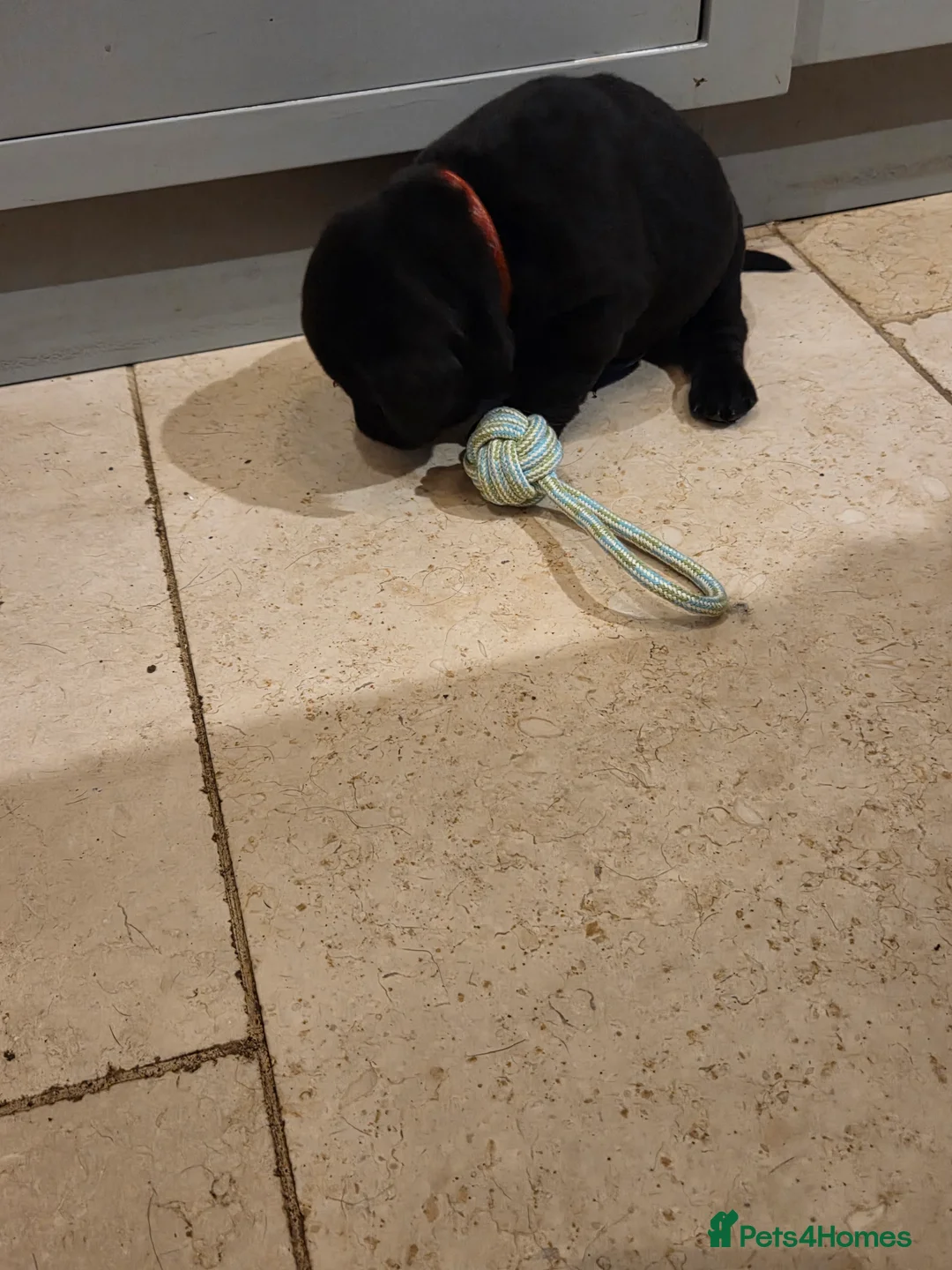 Labrador Retriever dogs for sale: 8 beautiful chunky black KC registered puppies - Advert 10