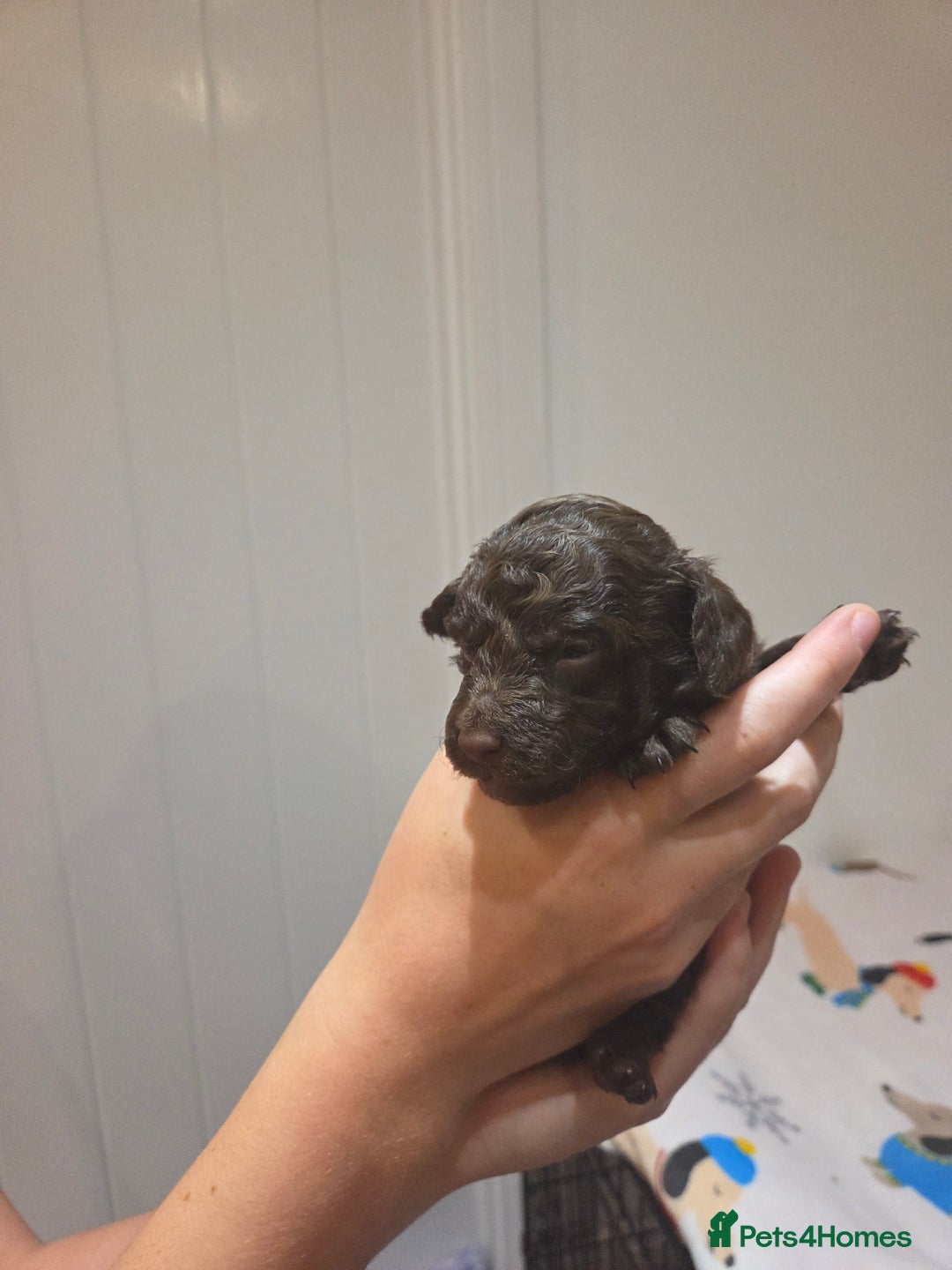 Cockapoo dogs for sale: Cockapoo  - Image 5