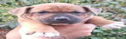 Staffordshire Bull Terrier dogs for sale:  red staffordshire bullterrier puppies 🐶  - Advert 16