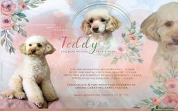 Cockapoo dogs for sale: Ready to leave Minature F1 PRA clear cockapoo pups - Image 8