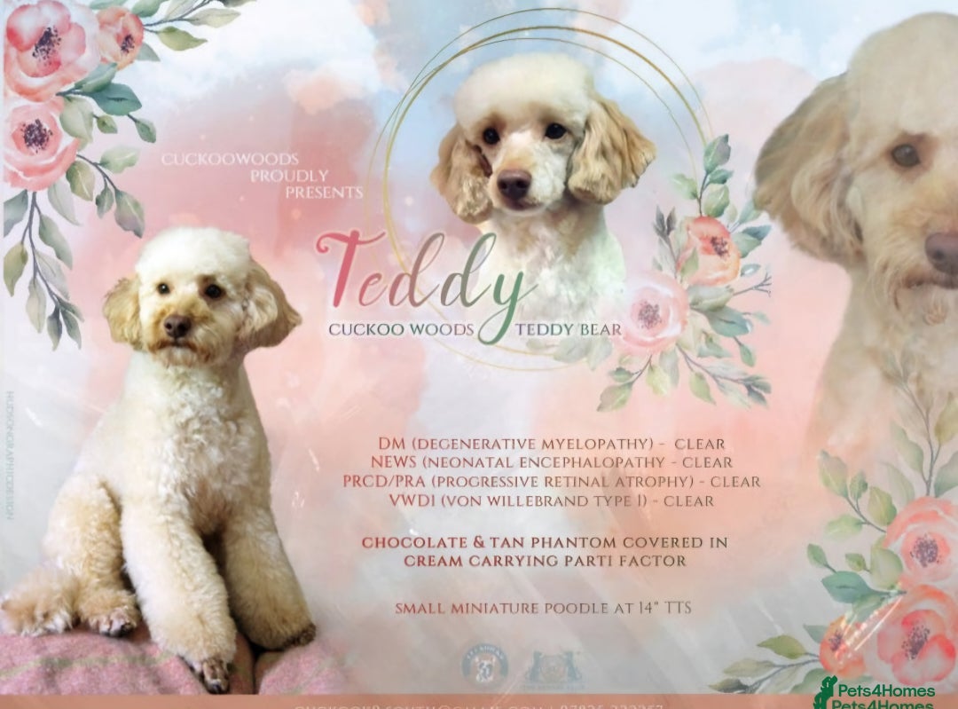 Cockapoo dogs for sale: Ready to leave Minature F1 PRA clear cockapoo pups - Image 8