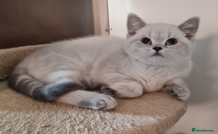 British Shorthair cats - Advert 14