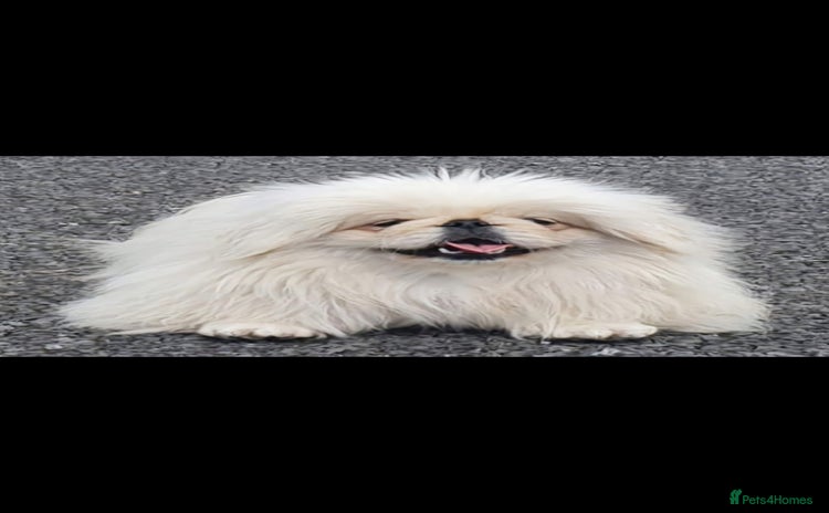 Pekingese dogs Pekingese bitch available pink carrier  - Advert 1