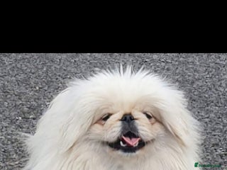 Pekingese dogs Pekingese bitch available pink carrier - Advert 2