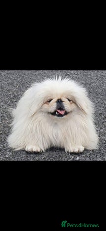 Pekingese dogs Pekingese bitch available pink carrier - Advert 2