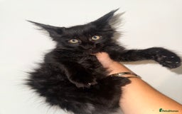 Maine Coon cats for sale: BLACK SMOKE 5 GENERATION PEDIGREE MAINE COONS - Image 4