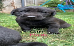 Mixed Breed dogs for sale: 3/4 Labradors puppy’s for sale  - Image 2