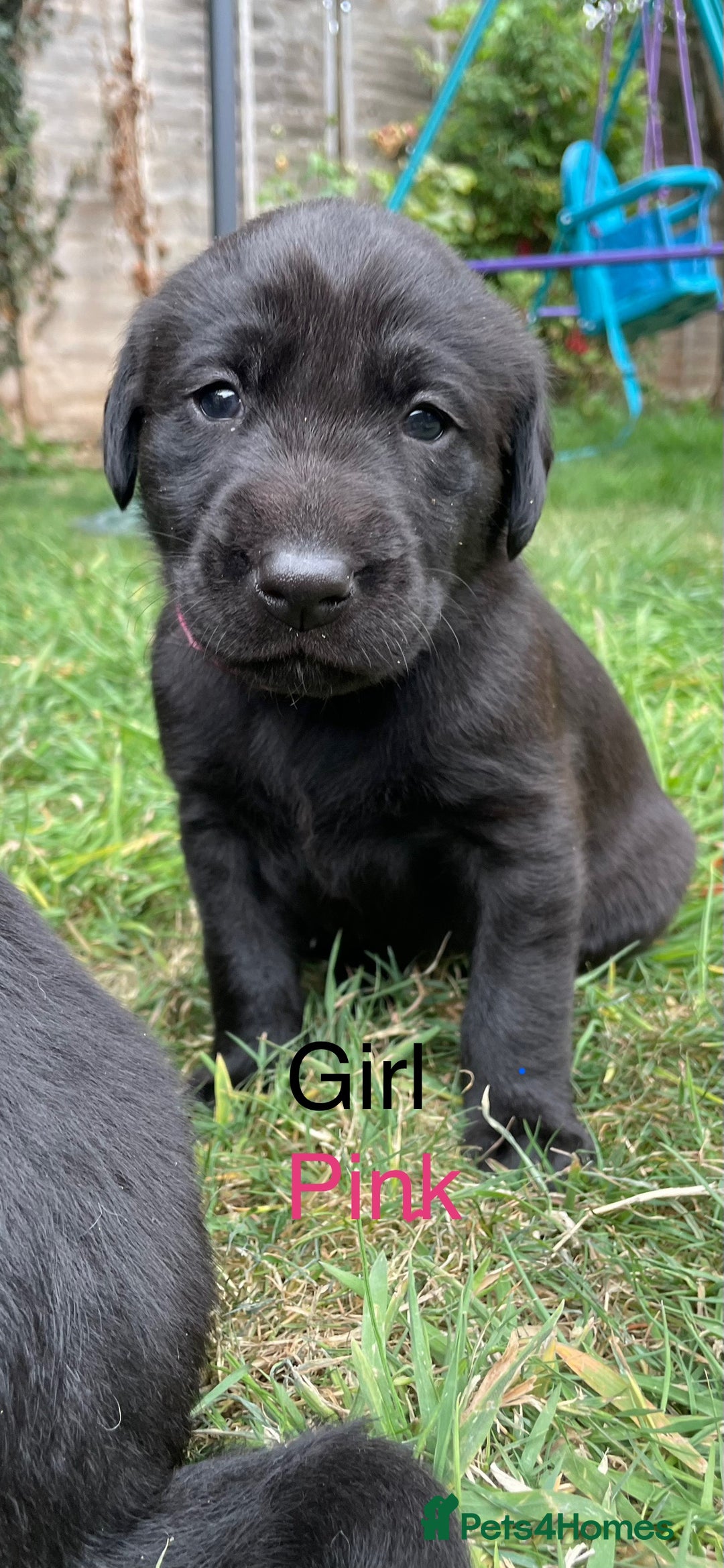 Mixed Breed dogs for sale: 3/4 Labradors puppy’s for sale  - Image 2