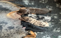 Miniature Dachshund dogs for stud: Halo Outstanding Isabella and Tan - Image 5