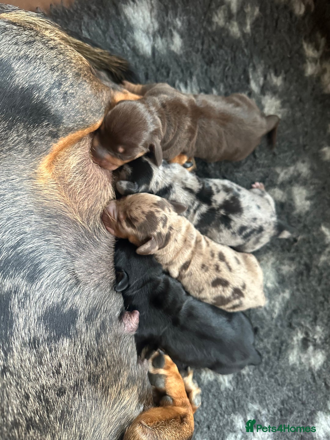 Miniature Dachshund dogs for stud: Halo Outstanding Isabella and Tan - Image 5