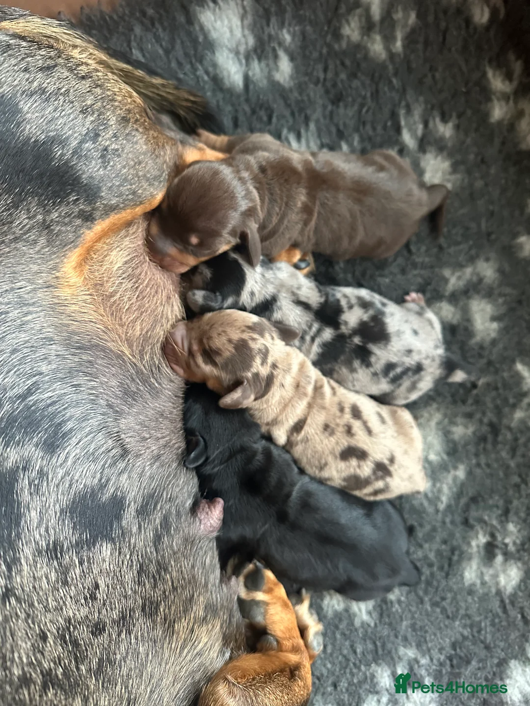 Miniature Dachshund dogs for stud: Halo Outstanding Isabella and Tan - Advert 5